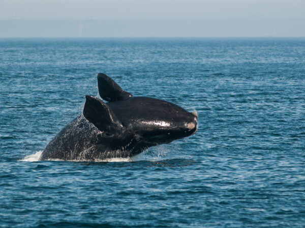 North Atlantic right whale breaching in the Bay of Fundy, Canada