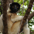 Crowned Sifaka sitting on a tree branch