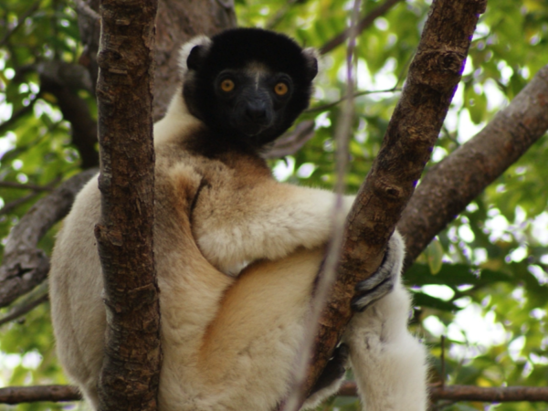 Increasing Environmental Surveillance in Western Madagascar 2 Crowned Sifaka sitting on a tree branch