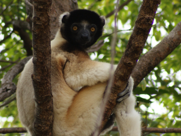 Crowned Sifaka sitting on a tree branch