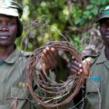 Two rangers holding a snare in Uganda