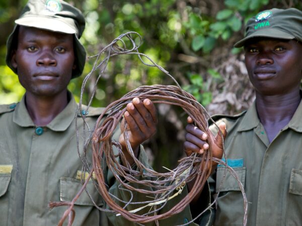 Two rangers holding a snare in Uganda