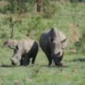 Two White rhinos