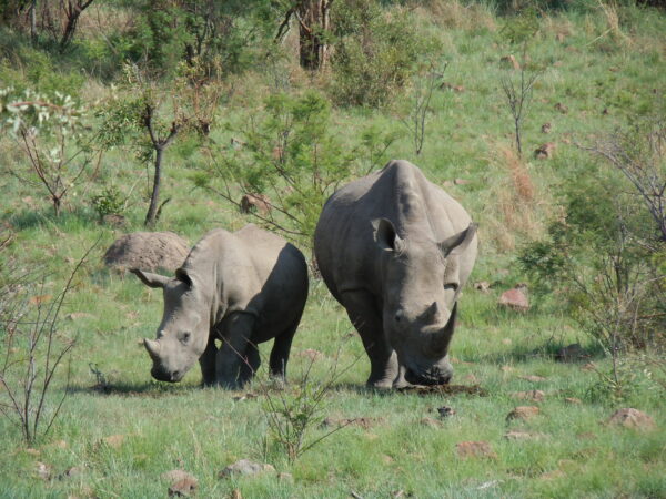 Two White rhinos