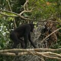 5 year old female Bonobo moving off after feeding on fruit