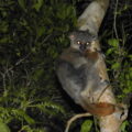 The Peregrine Fund Madagascar Lemur SOS