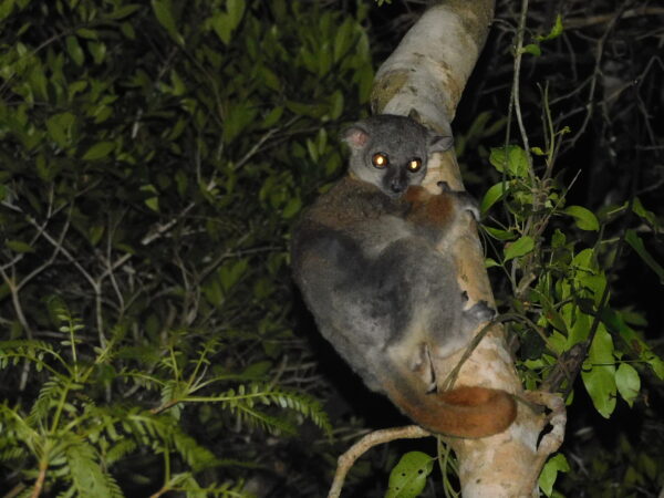 The Peregrine Fund Madagascar Lemur SOS