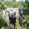 African Savanna Elephant in the wild