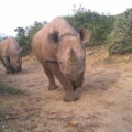 Two Black rhinos walking on road in thicket vegetation