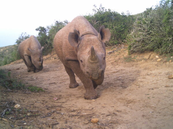 Two Black rhinos walking on road in thicket vegetation