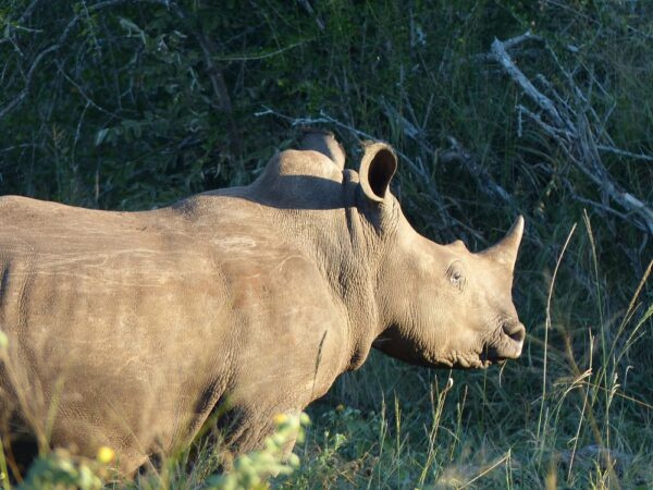 White Rhino