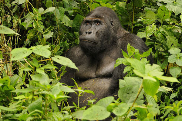 Gorilla enjoying nature