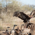 Hooded Vulture and White-backed Vultures feeding on a carcass