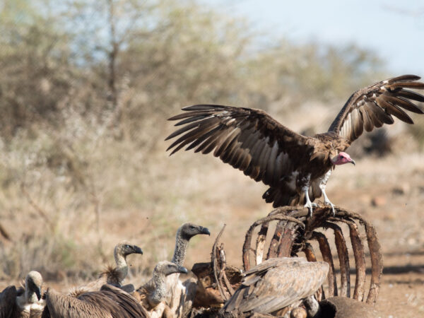 Hooded Vulture and White-backed Vultures feeding on a carcass