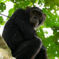 Chimpanzee sitting on a tree branch