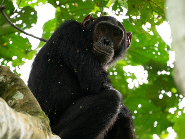 Chimpanzee sitting on a tree branch