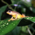 A single Ukami Reed Frog on a leaf