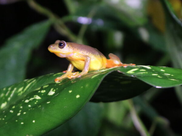 A single Ukami Reed Frog on a leaf