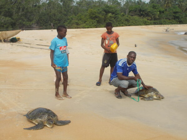 Continuing to Safeguard Threatened Species in Côte d’Ivoire