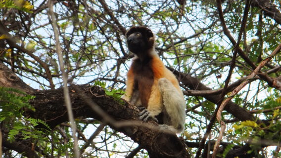 Crowned Sifaka on a branch