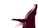 Fondation Segré Conservation Action Fund 3 Whale illustration