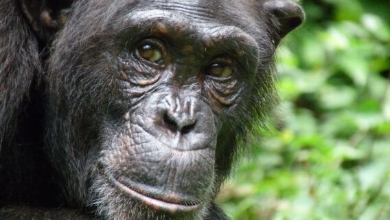 Close-up of chimpanzee