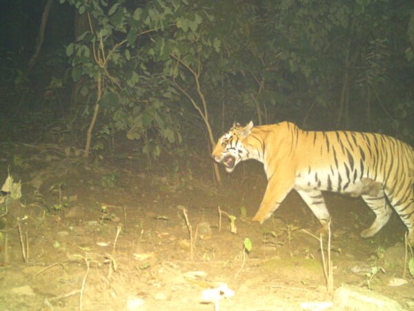 Lactating tigress caught in a camera trap