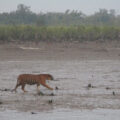 Tracking a tiger in the wild