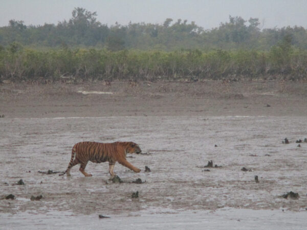 Tracking a tiger in the wild