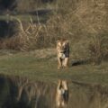 A tiger and his reflection on a lake