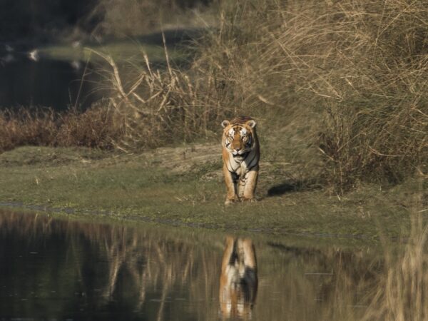 A tiger and his reflection on a lake