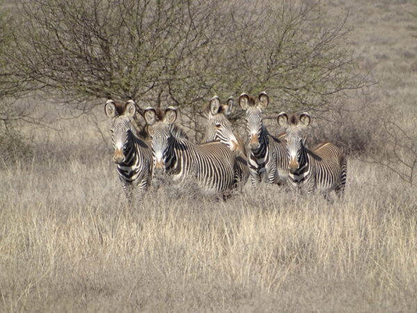 Grevy's zebra in El Barta, Northern Kenya