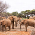 African Elephant in Tsavo