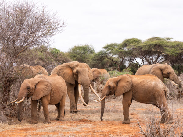 African Elephant in Tsavo