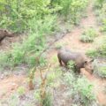 Monitoring and Protection of Biodiversity on Selati Game Reserve