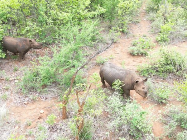 Monitoring and Protection of Biodiversity on Selati Game Reserve