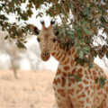 Giraffe koure niger 2006