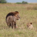 Mitigating Human-Wildlife Conflict in the Ngorongoro Conservation Area