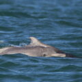 Two Indian Ocean Humpback Dolphin swimming next to each other