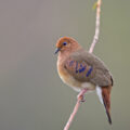 Blue-eyed Ground-dove on a tree branch