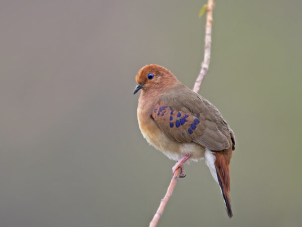 Blue-eyed Ground-dove on a tree branch