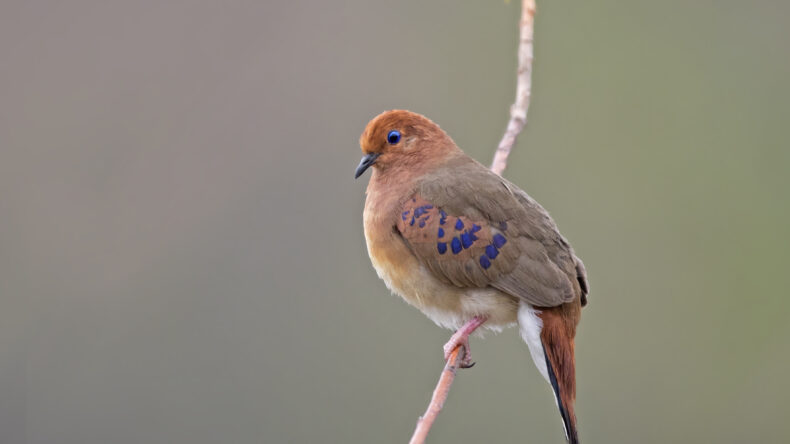 Blue-eyed Ground-dove on a tree branch