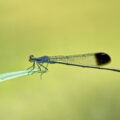 Disparoneura apicalis resting on a leaf