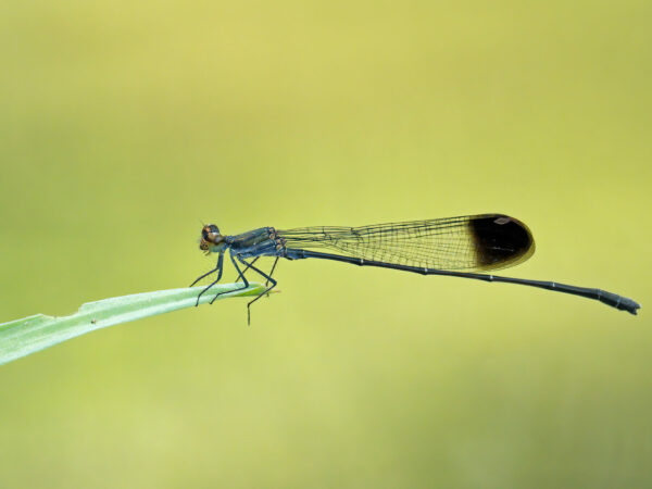 Disparoneura apicalis resting on a leaf