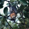 Mauritian Flying Fox perched on a tree