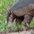 Giant Armadillo in the wild