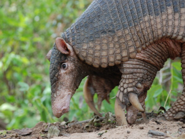 Giant Armadillo in the wild