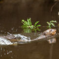 Two Giant Otters swimming together