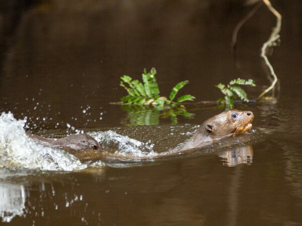 Two Giant Otters swimming together