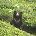 Sloth Bear in the wild